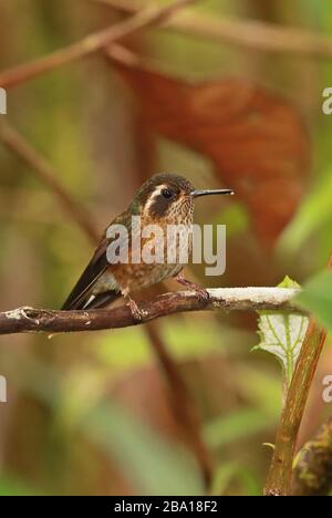 Hummingbird (Adelomyia melanogenys maculata) adulto arroccato sul ramo Owlet Lodge, Perù febbraio Foto Stock