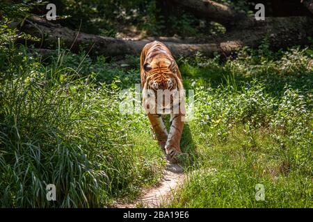 La tigre, Panthera tigris Linnaeus, è un mammifero carnivoro della famiglia felidae. È il più grande dei cosiddetti "grandi gatti". Lione, Francia Foto Stock