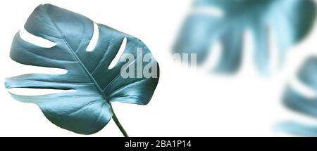 Giungla tropicale Monstera foglie isolate su sfondo bianco. Foto Stock