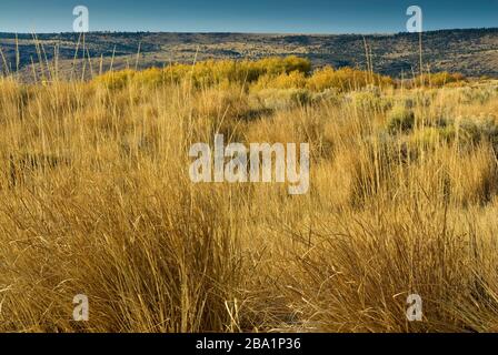 Erba alta alle zone umide viste da Center Patrol Road e Jackass Mtn in dive al Malheur National Wildlife Refuge, Oregon, USA Foto Stock