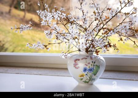 Ramoscelli bianchi in fiore nel vaso dalla finestra. Sakura all'interno. Il concetto di primavera in fiore. Foto Stock