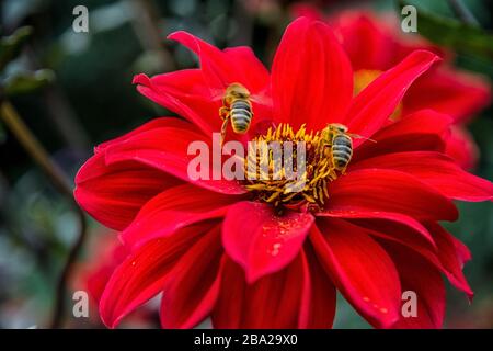 Api sulla fioritura di un fiore Foto Stock