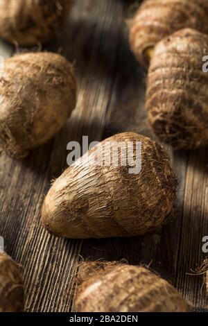 Radice di taro marrone organica grezza pronta a cuoco Foto Stock