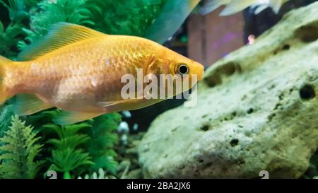 Pesci d'oro in acquario d'acqua dolce con verde bellissimo piantato tropicale. Foto Stock