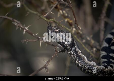 Bitis nasicornis è una specie di vipera venosa che si trova nelle foreste dell'Africa occidentale e centrale. Una grande vipera, nota per la sua colorazione e pro Foto Stock