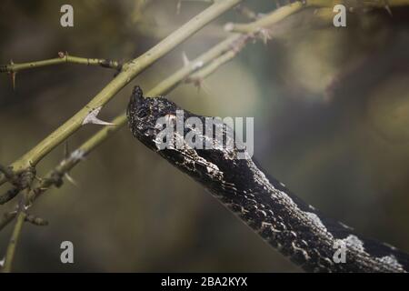 Bitis nasicornis è una specie di vipera venosa che si trova nelle foreste dell'Africa occidentale e centrale. Una grande vipera, nota per la sua colorazione e pro Foto Stock