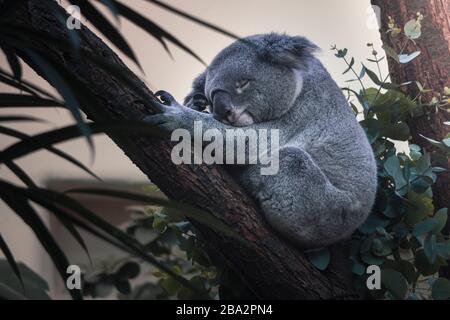 I koala abitano tipicamente boschi aperti di eucalipti, e le foglie di questi alberi costituiscono la maggior parte della loro dieta. Foto Stock