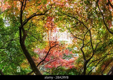 Il Westonbirt Arboretum, Gloucestershire, Enhgland, REGNO UNITO Foto Stock