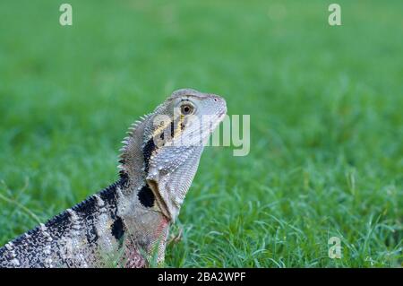 Bella lucertola australiana drago (Intellagama lesueurii, precedentemente Physignathus lesueurii) su erba verde Foto Stock