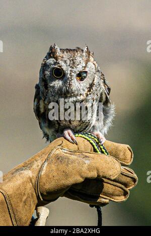 gufo di vacchetta (con un occhio cieco) sul guanto in pelle dei movimentatori Foto Stock