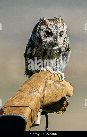 gufo di vacchetta (con un occhio cieco) sul guanto in pelle dei movimentatori Foto Stock