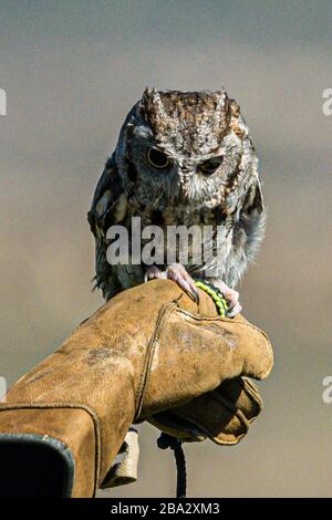 gufo di vacchetta (con un occhio cieco) sul guanto in pelle dei movimentatori Foto Stock