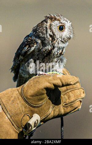 gufo di vacchetta (con un occhio cieco) sul guanto in pelle dei movimentatori Foto Stock