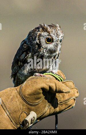 gufo di vacchetta (con un occhio cieco) sul guanto in pelle dei movimentatori Foto Stock