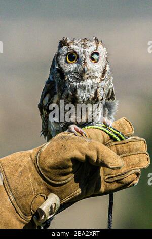gufo di vacchetta (con un occhio cieco) sul guanto in pelle dei movimentatori Foto Stock