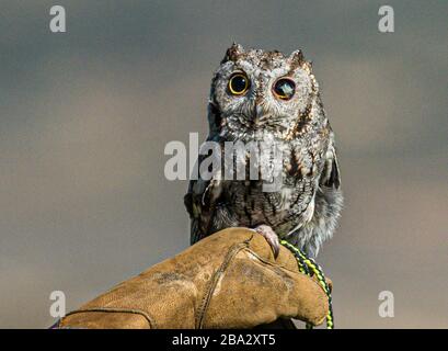 gufo di vacchetta (con un occhio cieco) sul guanto in pelle dei movimentatori Foto Stock