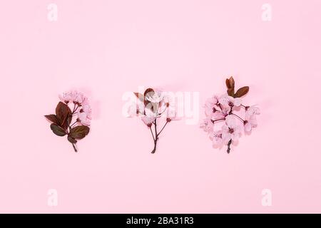 Motivo in fiore rosa ciliegia sakura su sfondo rosa. Concetto di primavera. Foto Stock