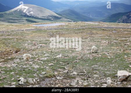 Capre di montagna in cima al Monte Evans in Colorado Foto Stock