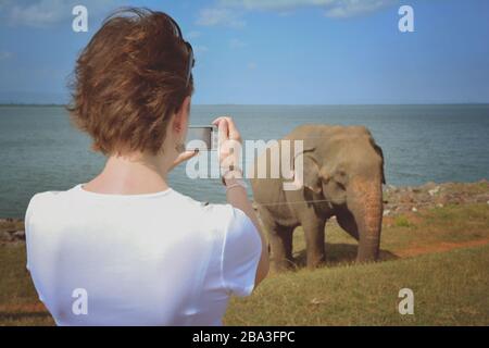 Elefante selvaggio oltre alla strada vicino alla riserva di Udawalawe in Sri Lanka Foto Stock