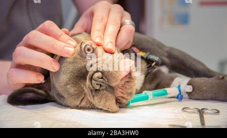 Esame dell'occhio di un cane in una clinica veterinaria Foto Stock