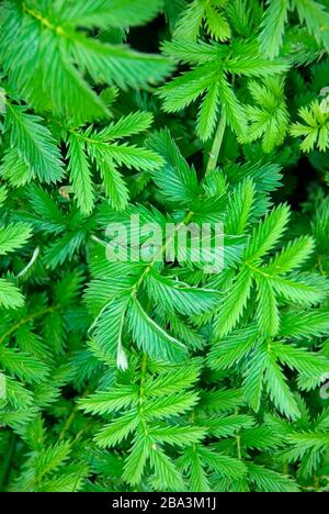 Europa, Isola, Islanda, bei Reykholt, an der Quelle Deildartunguhver, Rippenfarn, (Blechnum spicant), Foto Stock