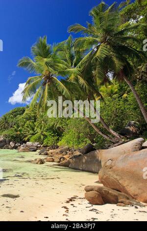 Felsen und Offenburg, La Digue, Seychellen, Indischer Ozean Foto Stock