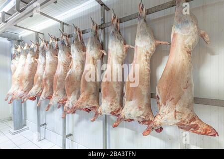 Molte carcasse di agnello congelate appese nel gancio in una ciliegia. Taglio halal. Foto Stock