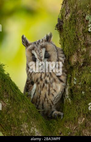 Gufo a lungo (Asio otus) uccello adulto che dorme in un albero, Scozia, Regno Unito Foto Stock