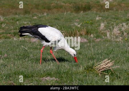 Cicogna bianca (Ciconia ciconia) durante la foraggiatura in un prato, prati dell'Elba, Wedel, Schleswig-Holstein, Germania Foto Stock