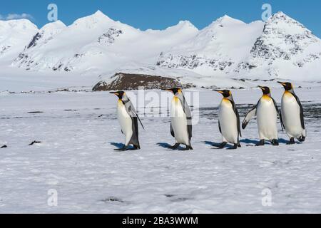 Gruppo di Re Pinguini (Appenodytes patagonicus) a piedi sulla pianura di Salisbury coperta di neve, Isola della Georgia del Sud, Antartico Foto Stock