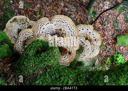 Polyporus squamosus o Pheasant's Back fungo, o Dryad's Saddle fungo e muschio verde sul vecchio faggio albero, vista dall'alto Foto Stock