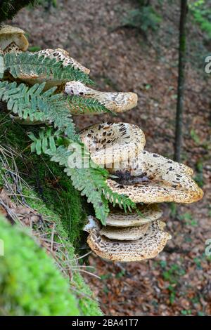 Polyporus squamosus o Pheasant's Back fungo, o Dryad's Saddle fungo, felci e muschio su vecchio faggio albero, vista laterale Foto Stock