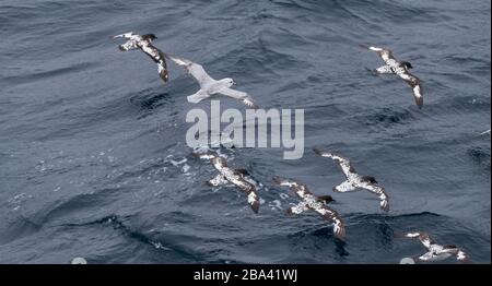 Cape petrels ' Daption capense ' volare in antartico con un Fulmer meridionale ' Fulmarus glacialoides ' . Foto Stock