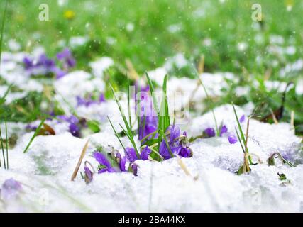 Violette in una neve, giorno di marcia nevoso Foto Stock