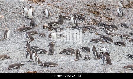 Un gruppo di pinguini magellanici, Sfeniscus magellanicus, ritornano dalla zona di pesca per nutrire i loro pulcini in una grande colonia argentina. Foto Stock