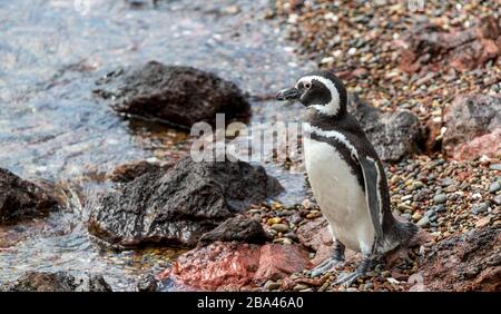 Un pinguino Magellanico maschio ' Spheniscus magellanicus ' dopo il ritorno a riva da alimentazione.