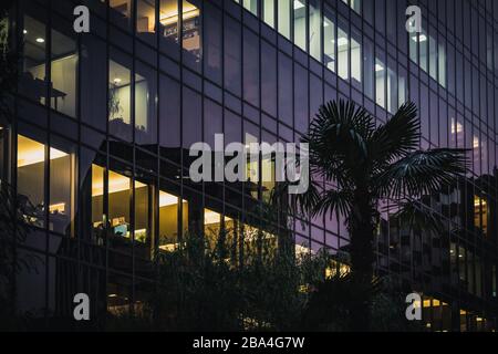 Palmo ventilatore di fronte a un edificio di vetro per ufficio Foto Stock