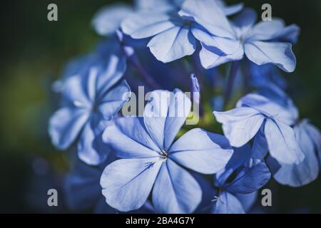 Fiori blu di Capo Leadwort noto anche come Blue Plumbago o Plumbago Auriculata Foto Stock