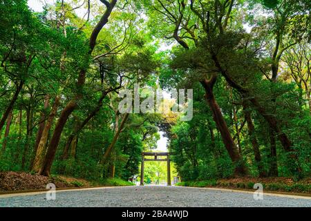 Il viale alberato di gingko che conduce al Torii, porta del Santuario di Meiji Jingu, Tokoyo, Giappone. Foto Stock