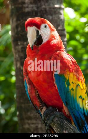 Macaw scarlatto, Xel-ha, Riviera Maya, Playa del Carmen, Quintana Roo, Messico. Foto Stock