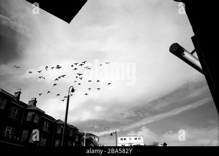 Una murmurazione o floccaggio di piccioni nel cielo che si affaccia sul lungomare di Sandown sull'Isola di Wight Foto Stock