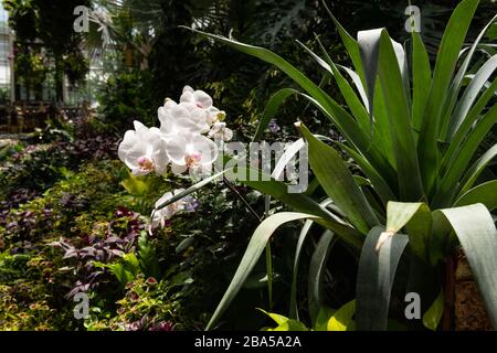 Asheville, Carolina del Nord - 24 luglio 2019 - splendidi fiori nei giardini del giardino d'inverno Biltmore. Foto Stock