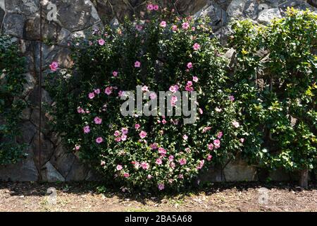 Asheville, Carolina del Nord - 24 luglio 2019 - splendidi fiori nei giardini del giardino d'inverno Biltmore. Foto Stock