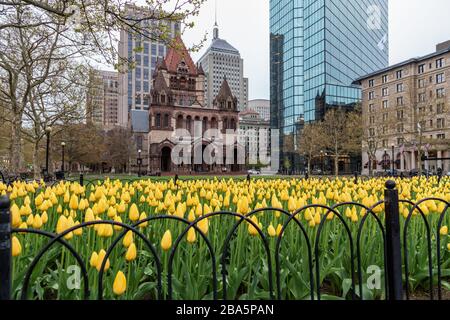 Bei tulipani in un pomeriggio di primavera Foto Stock