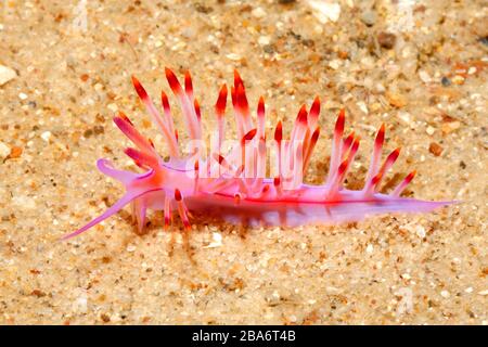 Nudiramazione, Coryphellina lotos, precedentemente descritta come Flabellina rubrolineata e Coryphellina rubrolineata . Nelson Bay, Port Stephens, Australia Foto Stock