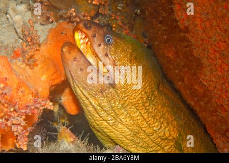 Green Moray eel, Gymnothorax prasinus, Nelson Bay, Port Stephens, Australia Foto Stock