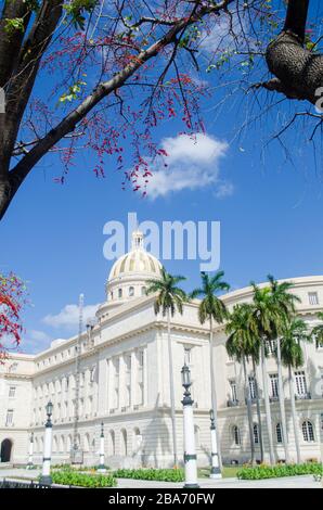 Il Palazzo Del Campidoglio Nella Vecchia Havana Foto Stock