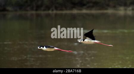 Herons Black Crown Night in volo Foto Stock