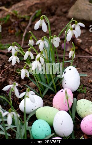Uova di Pasqua, fiori di neve, primavera nella foresta, sfondo. Composizione pasquale. Cartoline di auguri, cartolina. Foto Stock