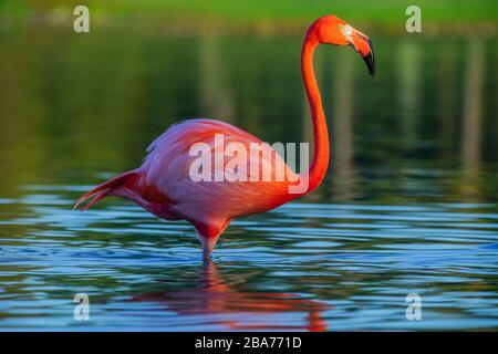 Flamingo in piedi nel lago, bellissimo tramonto girato Foto Stock